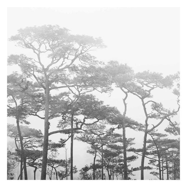 Fototapeta - Trzy wierzchołki drzew we mgle czarno-biały