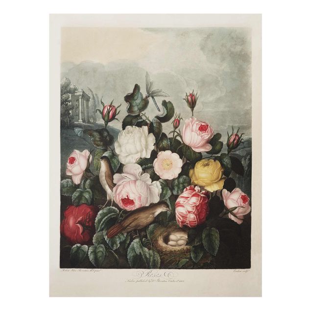 Retro obrazy Botanika Vintage Ilustracja róż
