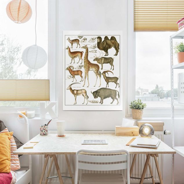 Obrazy żyrafa Tablica edukacyjna w stylu vintage Żyrafa, wielbłąd i lama