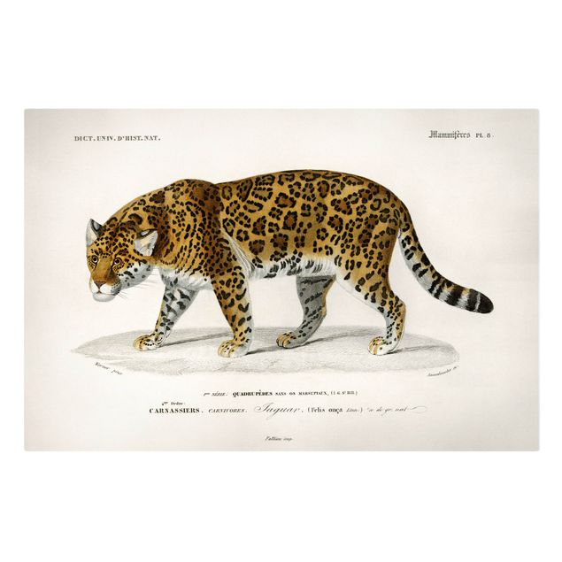 Obrazy vintage Tablica edukacyjna w stylu vintage Jaguar