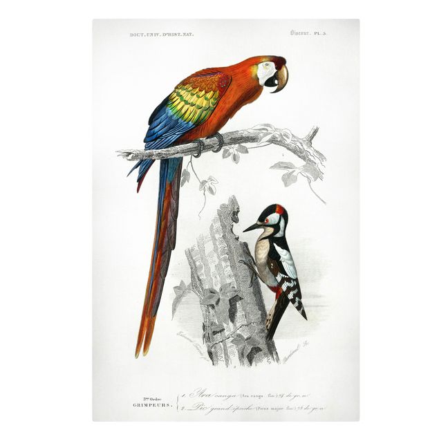 Obrazy retro Tablica edukacyjna w stylu vintage Papuga Czerwony Niebieski