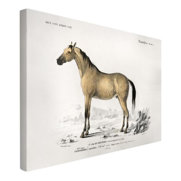 Zwierzęta obrazy Tablica edukacyjna w stylu vintage Koń