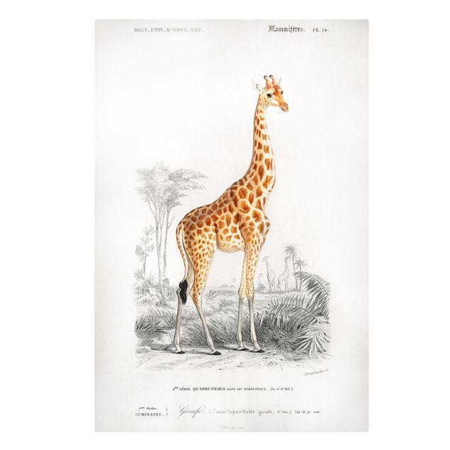 Obrazy vintage Tablica edukacyjna w stylu vintage Tablica dydaktyczna w stylu vintage Żyrafa