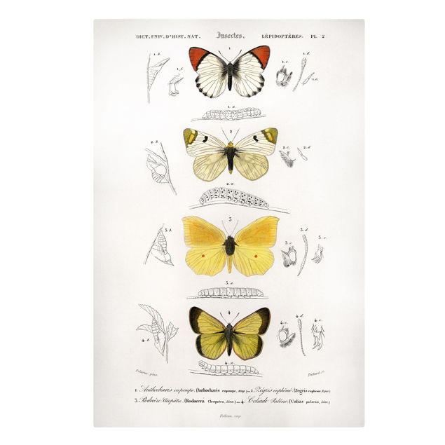 Obrazy vintage Tablica edukacyjna w stylu vintage Motyle II