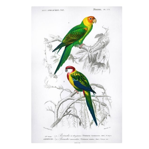 Obrazy retro Tablica edukacyjna w stylu vintage Dwie papugi Zielona Czerwona