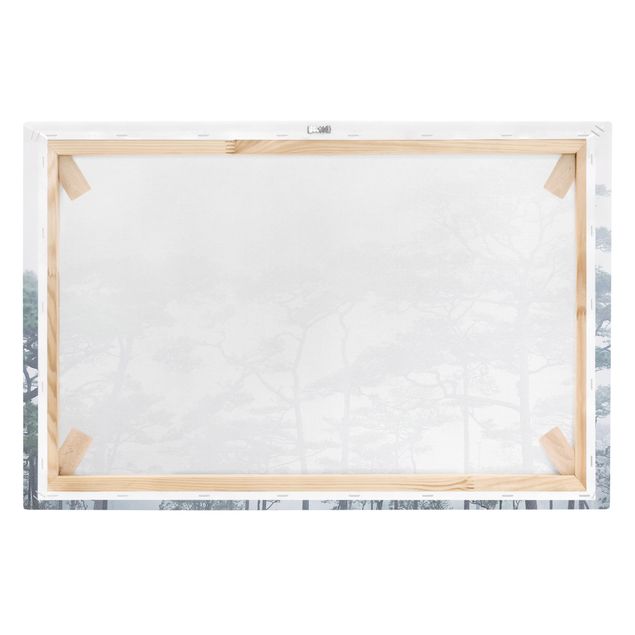 Obrazy natura Wierzchołki drzew we mgle
