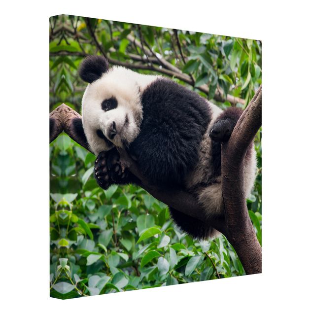 Obrazy drzewa Śpiąca panda na gałęzi