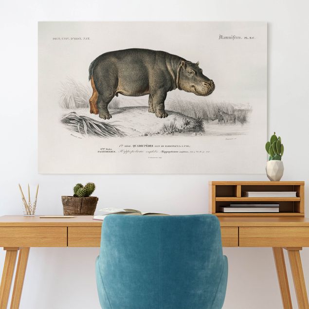 Obrazy do salonu Tablica edukacyjna w stylu vintage Hipopotam