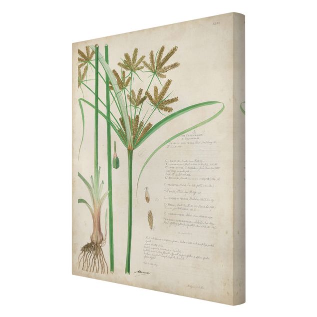 Obrazy kwiatowe Rysunki botaniczne w stylu vintage Trawy I