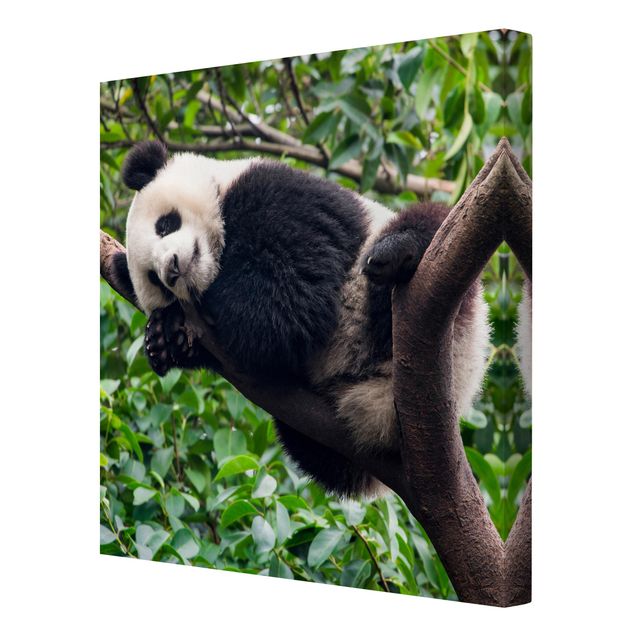 Zwierzęta obrazy Śpiąca panda na gałęzi