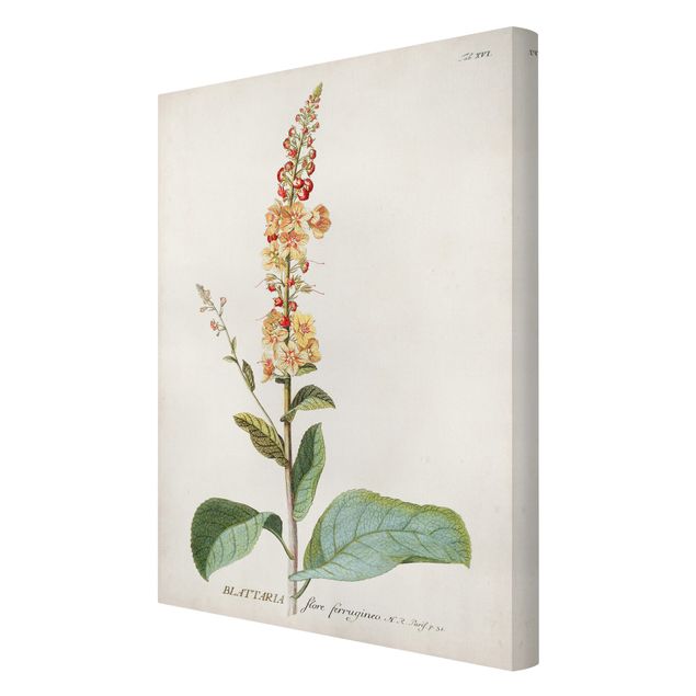 Obrazy kwiatowe Vintage Botanika Ilustracja Mullein