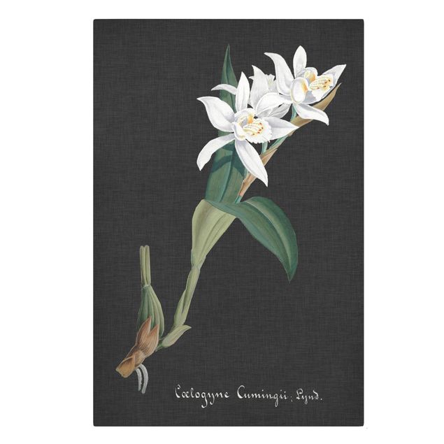 Obrazy vintage Biała orchidea na lnie II
