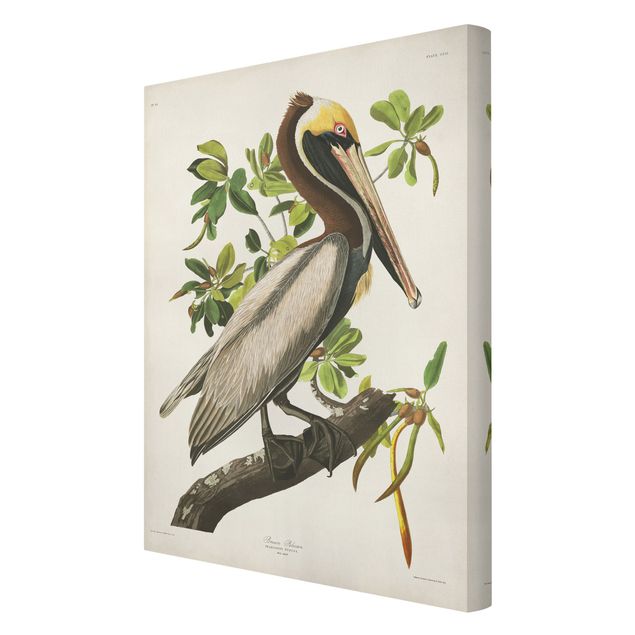 Obrazy na płótnie ptaki Tablica edukacyjna w stylu vintage Pelikan brązowy