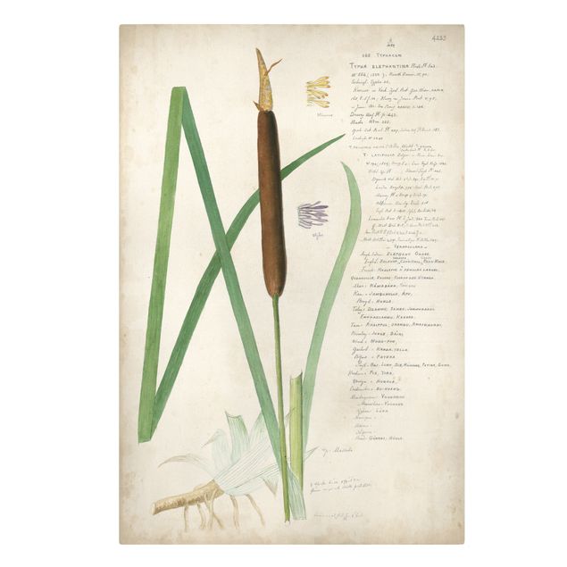 Zielony obraz Rysunki botaniczne w stylu vintage Trawy II