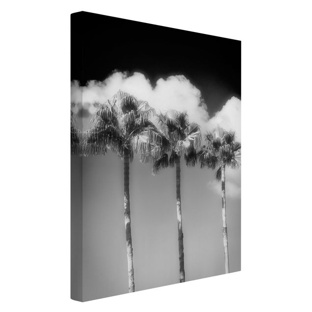 Obrazy krajobraz Palmy na tle nieba, czarno-białe