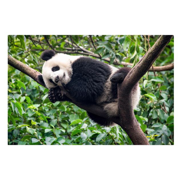 Obrazy krajobraz Śpiąca panda na gałęzi