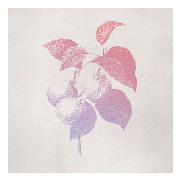 Obraz różowy Nowoczesna botanika w stylu vintage Brzoskwiniowy Różowy Fioletowy