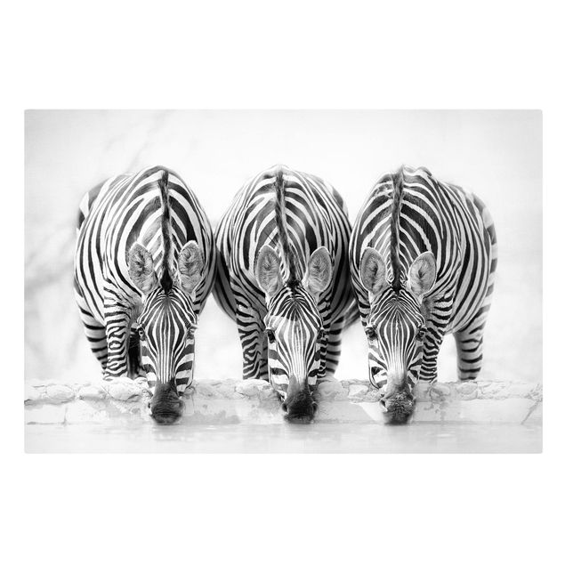 Zebra obraz Zebra Trio czarno-biała