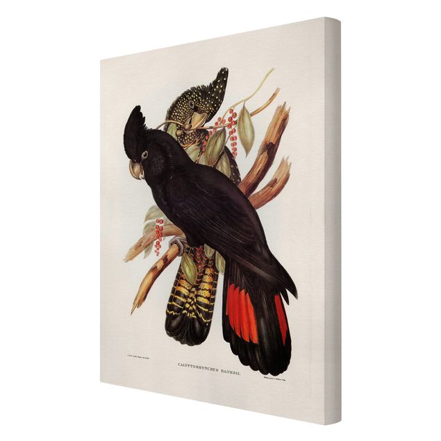 Obrazy ptaki na płótnie Ilustracja w stylu vintage kogut czarny złoty