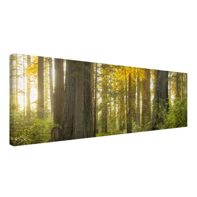Obraz drzewo Park Narodowy Redwood