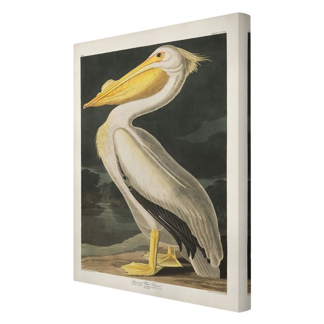Obrazy na płótnie ptaki Tablica edukacyjna w stylu vintage Pelikan biały