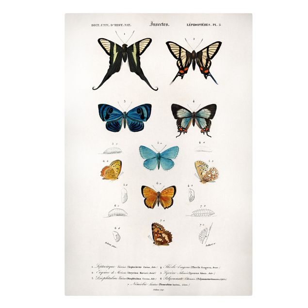 Obraz vintage Tablica edukacyjna w stylu vintage Motyle I