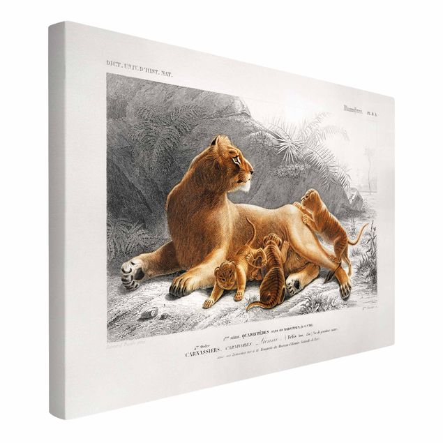 Obrazy ze zwierzętami Tablica edukacyjna w stylu vintage Lwica z młodymi lwiątkami