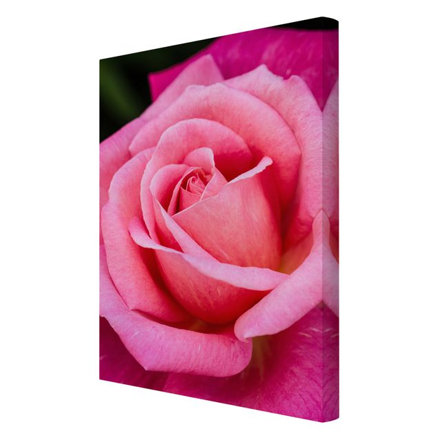 Obrazy kwiatowe Kwiat różowej róży na tle zieleni
