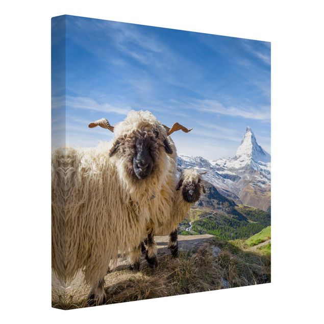 Nowoczesne obrazy Czarnonose owce z Zermatt