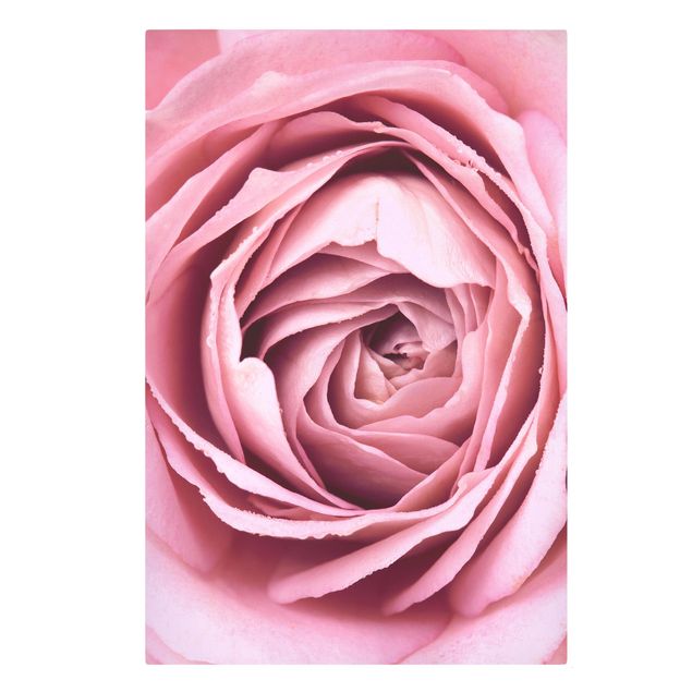 Obraz różowy Różowy kwiat róży