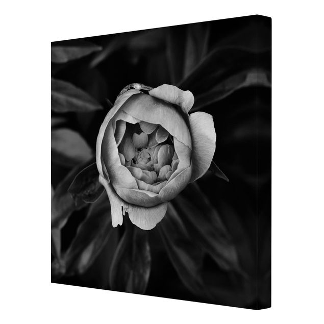 Obrazy z motywem kwiatowym Kwiat piwonii na tle liści czarno-biały
