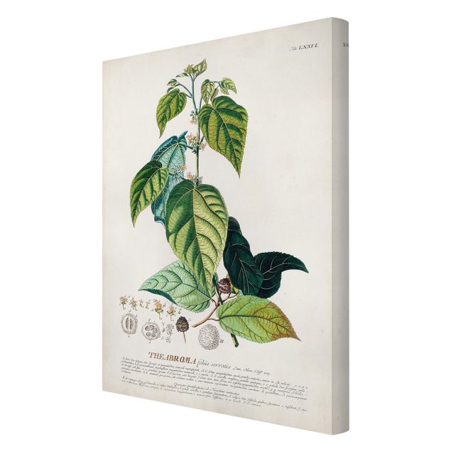 Obrazy kwiatowe Vintage Botanika Ilustracja Kakao