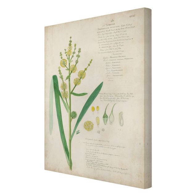 Obrazy kwiatowe Rysunki botaniczne w stylu vintage Trawy IV