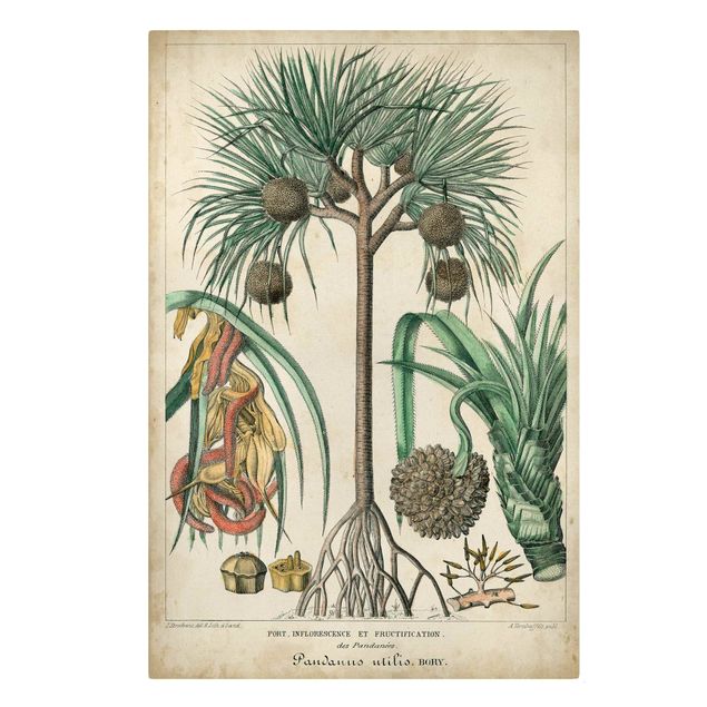 Obrazy retro Tablica edukacyjna w stylu vintage Palmy egzotyczne I