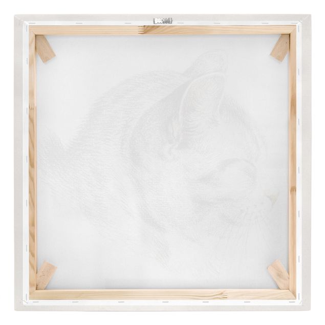 Obrazy na płótnie kot Zabytkowy rysunek Kot III