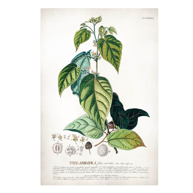Zielony obraz Vintage Botanika Ilustracja Kakao