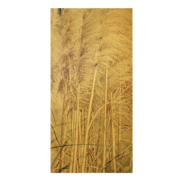 Obrazy Ciepła trawa pampasowa w lecie
