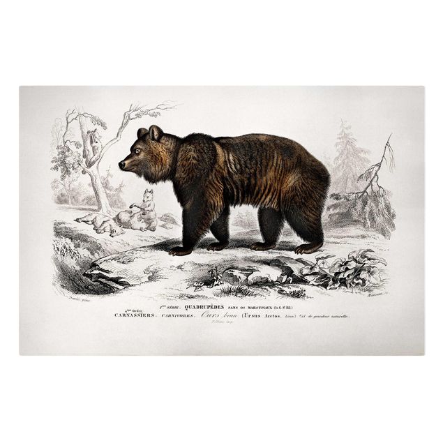 Obrazy vintage Tablica edukacyjna w stylu vintage Niedźwiedź brunatny