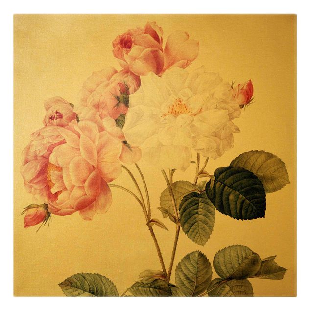 Obrazy vintage Pierre Joseph Redouté - Róża damasceńska