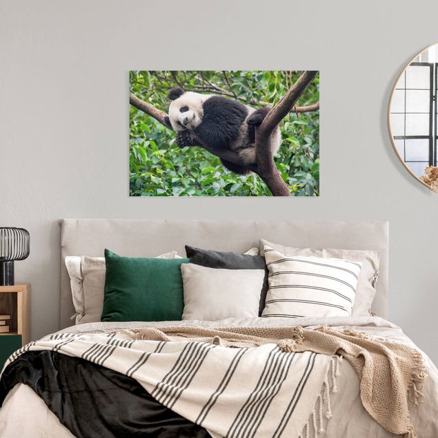 Nowoczesne obrazy Śpiąca panda na gałęzi