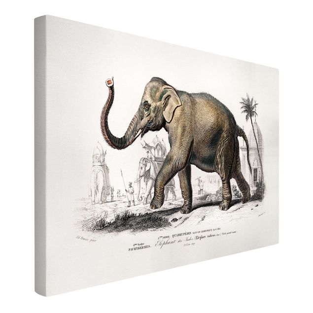 Zwierzęta obrazy Tablica edukacyjna w stylu vintage Słoń
