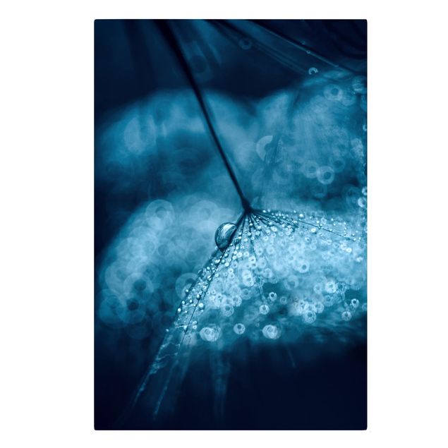 Obraz z niebieskim Błękitny mniszek lekarski w deszczu