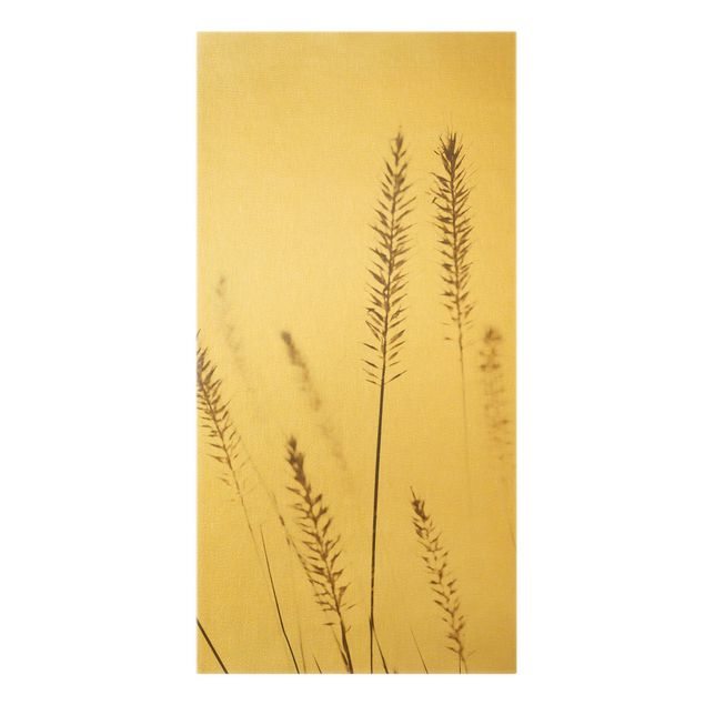Obrazy na ścianę Suszona trawa pszenicy grzebieniastej