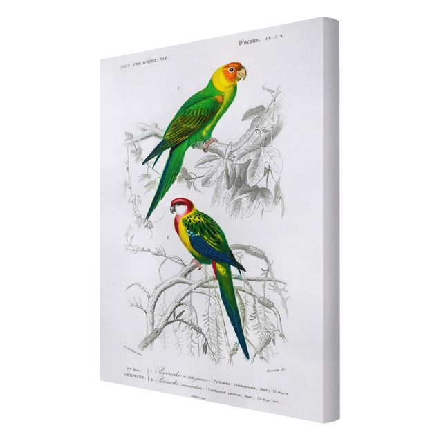 Obrazy ptaki na płótnie Tablica edukacyjna w stylu vintage Dwie papugi Zielona Czerwona