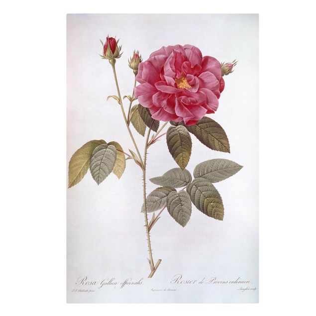 Obraz vintage Pierre Joseph Redouté - Róża aptekarska