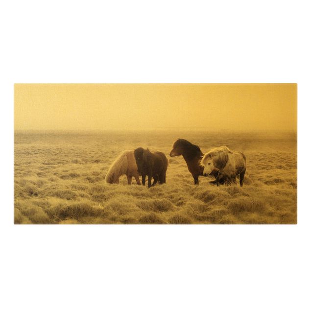 Obrazy ze zwierzętami Islandzkie dzikie konie