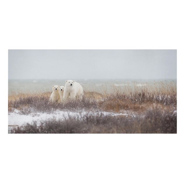 Obrazy ze zwierzętami Niedźwiedzica polarna i jej młode