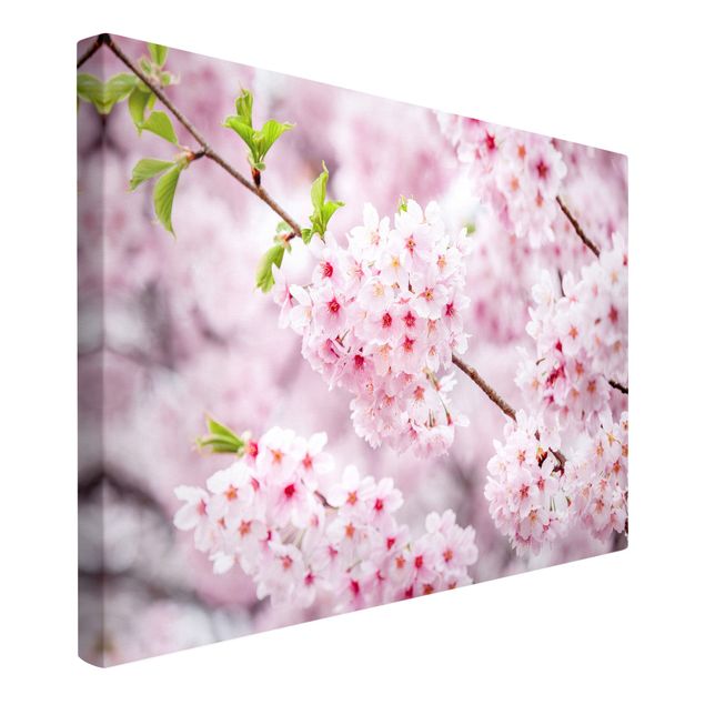 Nowoczesne obrazy do salonu Japońskie kwiaty wiśni