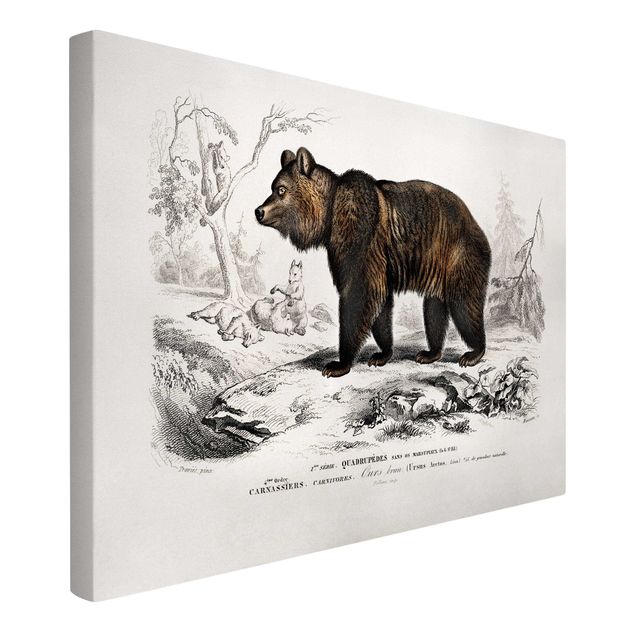 Obrazy zwierzęta Tablica edukacyjna w stylu vintage Niedźwiedź brunatny