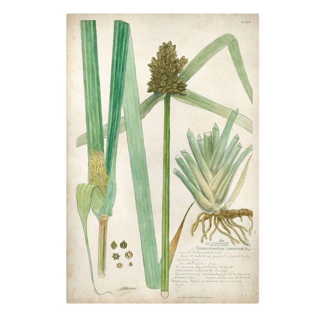Zielony obraz Rysunki botaniczne w stylu vintage Trawy III